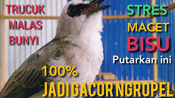 Trucuk MALAS BUNYI, STRES, Macet, BISU   Putarkan ini di jamin 100% JADI GACOR ngropel mendengarnya