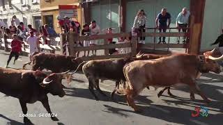 Lodosa, Patronales 2024, Encierro Ganadería Eulogio Mateo,04-08-2024