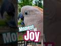 If You Are Happy And You Know It Bok Bok Bok Cluckatoo Bokbok Momentofjoy If You Are Happy And You Know It Bok Bok Bok Cluckatoo Bokbok Momentofjoy