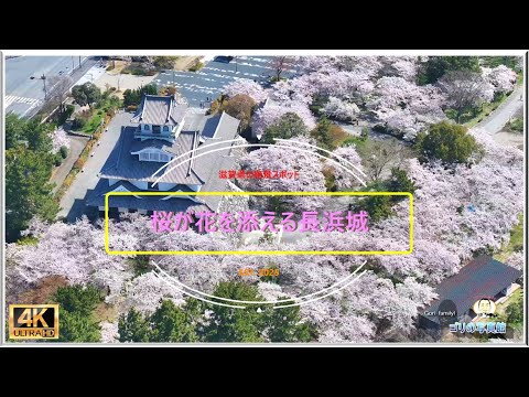 美しい桜が咲き誇る豊公園と長浜城の絶景(ドローン空撮・４K動画)