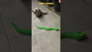 Freddie Vs Anaconda!