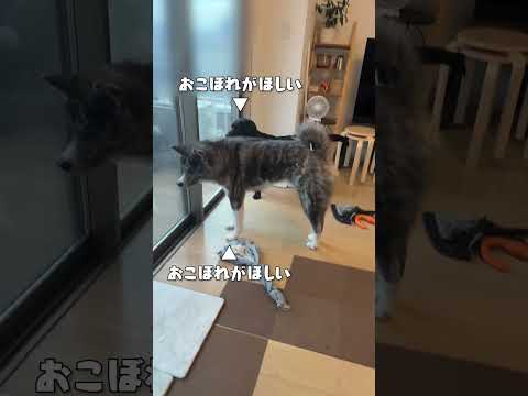 食べ終わりを待っています【チャウチャウ・秋田犬・ボーダーコリー・ラブラドールレトリバー】【多頭飼い】【大型犬】＃Shorts