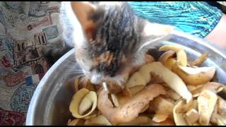 Котенок любит кушать сырую картошку Котенок любит кушать сырую картошку