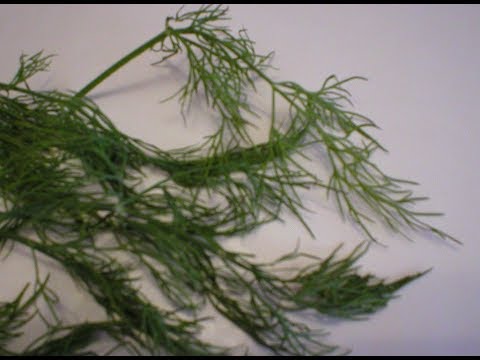 Video: The healing properties of dill seeds