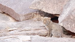 LEOPARD Cubs and an Avoca Male LION