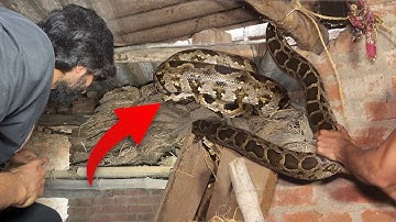 इस पुराने घर में अजगर सांप को कैसे रेस्क्यू किया गया। Indian Rock Python Rescue operation