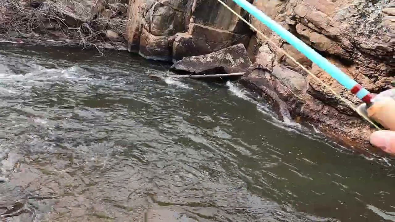 Brown trout caught on a 5wt Fiberglass rod