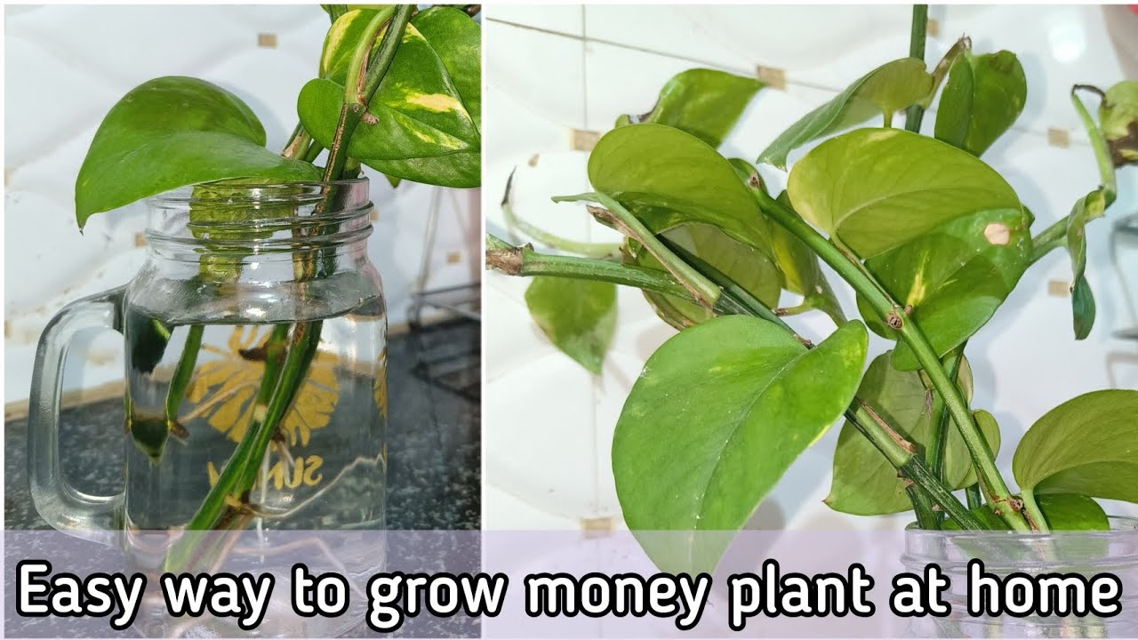 Easy Way To Grow Money Plant At Home YouTube easy-way-to-grow-money-plant-at-home-youtube