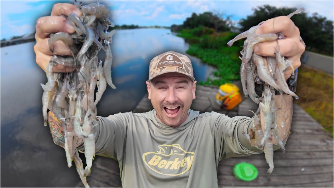 The SHRIMP are BACK!!! Cast Netting Shrimp out the Bayou (catch and cook)