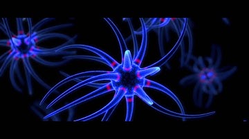 Neurons 3D Visualization