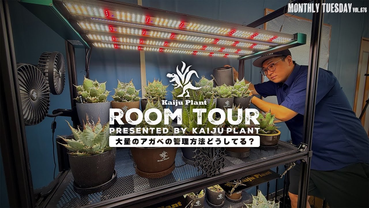 Plant Tour] How Do You Manage So Many Agaves? Investigating Kaiju