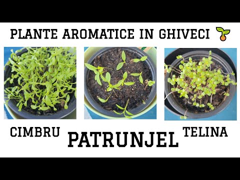 Video: Plante de apartament ușor de înmulțit prin semințe - Cultivați plante de apartament din semințe