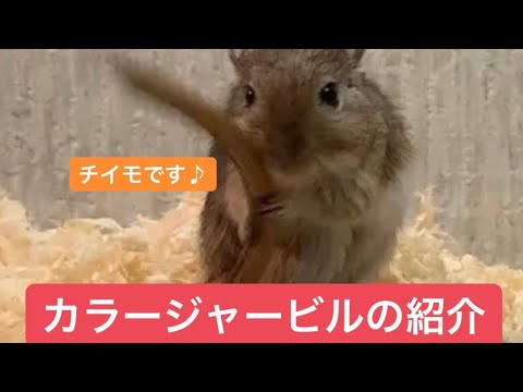 カラージャービル スナネズミ 飼育の様子 コオロギ捕食シーンあり Youtube