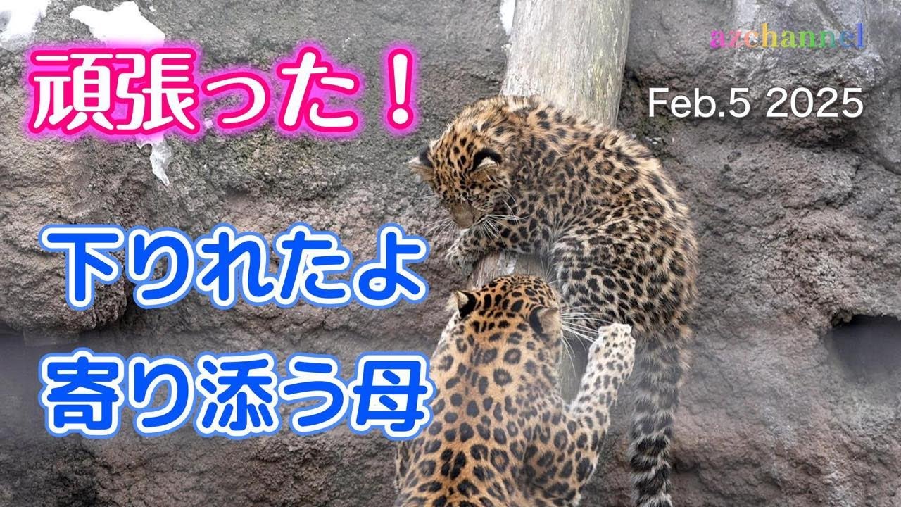 【旭山動物園アムールヒョウ】感動！アムールヒョウの仔が勇気を振り絞って下りた瞬間！そして母と子の絆💖The bond between mother and child