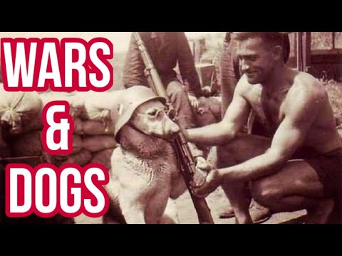 Video: Geliebter Militärhund tragischerweise erschossen tot mitten in einer Straße