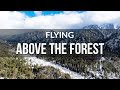 Flying over SNOWY Forest | Aerial Drone Footage | Relaxing & Stress Relief | 4K