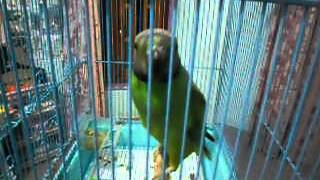 Parrot Rio Speaking screenshot 4
