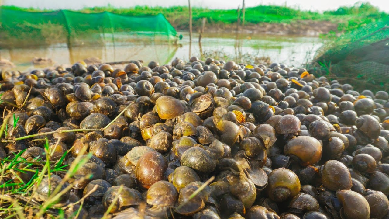 Great Catching !!! Many snails during the low water season catch by skill hand at the rice field