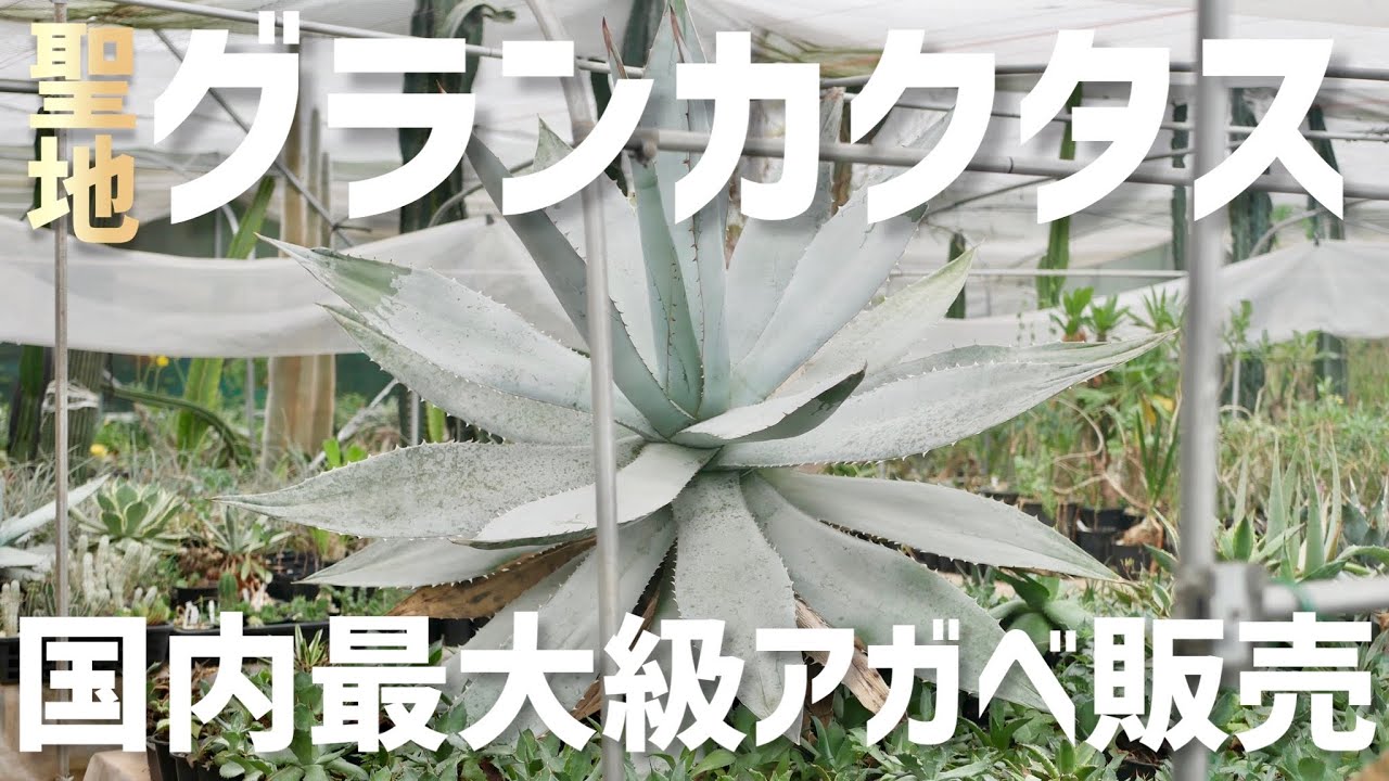 超有名店グランカクタス！アガベメインツアー！特に地植え向き！ - YouTube