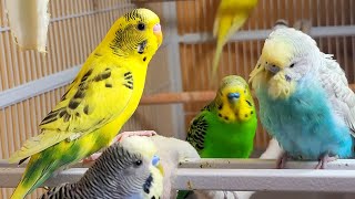 9 Hr Chirping & Happy Life of Parakeet Budgies Birds, Reduce Stress of Lonely Quiet Birds screenshot 1