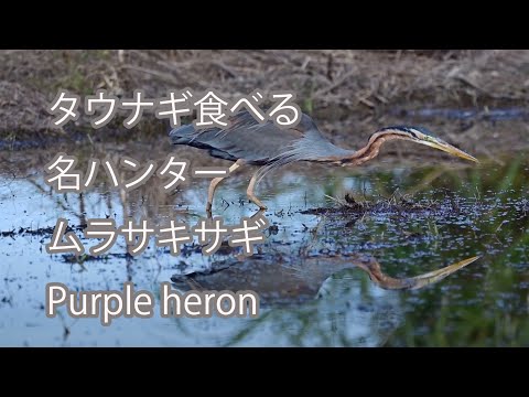 【タウナギ食べる】名ハンター　ムラサキサギ Purple heron