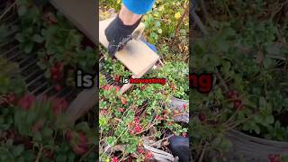 How to harvest cranberries.