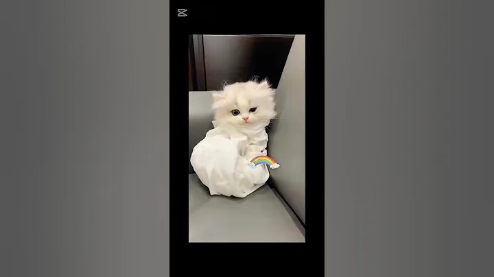 Video 8291681: cat kitten funnycats, best funny cat kitten, cute little kitty