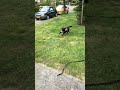 Mura is great at calming down after zoomies and staying in range