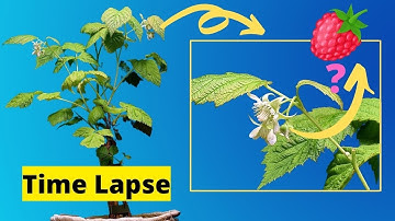 Growing RASPBERRY Plant TIME LAPSE - Flowering Plant