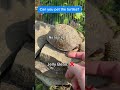 Can you pet the turtles turtle boxturtle cutepets