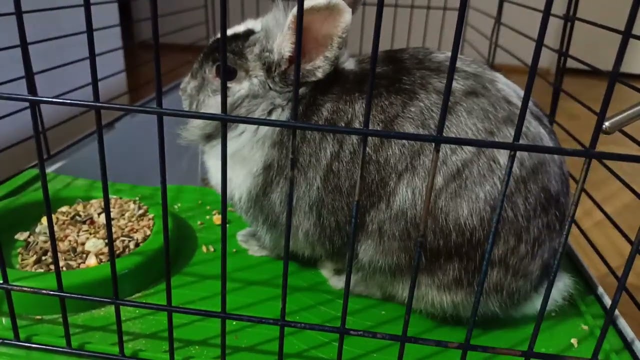 the most bored rabbit life episode - YouTube