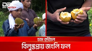 কাঁঠাল নয় চাম কাঁঠাল, বিলুপ্তপ্রায় জংলি ফল | DBC NEWS Special