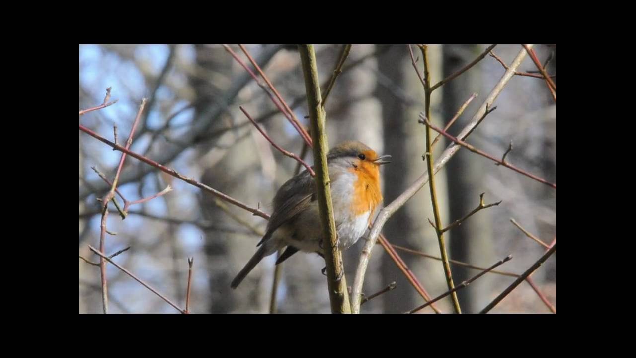 Le Chant Du Rouge Gorge