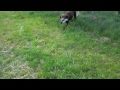 Out shooting, picking up pigeons with my fully trained gundog :) Out shooting, picking up pigeons with my fully trained gundog :)