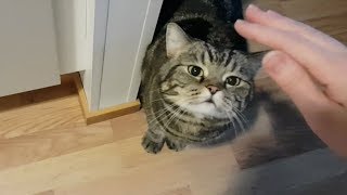 Кот провожает хозяев на работу; Cat sees off his owners to the work Кот провожает хозяев на работу; Cat sees off his owners to the work