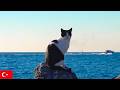 静かな海を眺める猫。イスタンブール猫動画【4K】