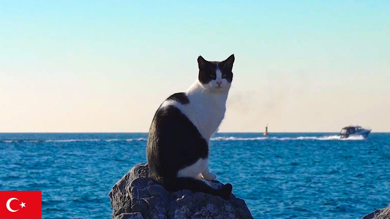静かな海を眺める猫。イスタンブール猫動画【4K】