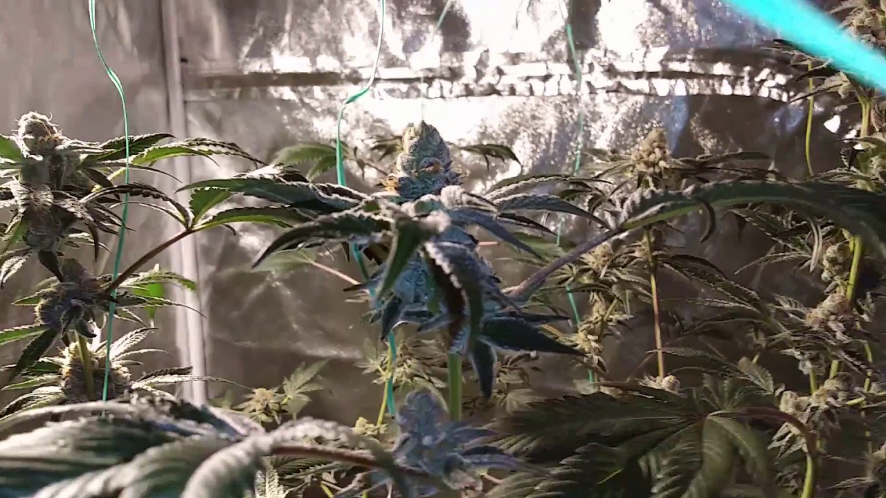(SPEED UP GROW TIME) HARVEST TIME 3 ANIMAL COOKIE DAY 61. Crack Garden Update 12/2/2019