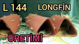 Download L144 Longfİn Mavİ GÖz TÜl Vatoz Üretİmİ İÇİn Yapmamiz Gerekenler PÜf Noktalari V Video MP3 L144 Longfİn Mavİ GÖz TÜl Vatoz Üretİmİ İÇİn Yapmamiz Gerekenler PÜf Noktalari V