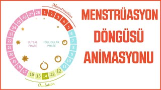 Mini Animasyon ; Menstrüasyon Döngüsü ve Evreleri