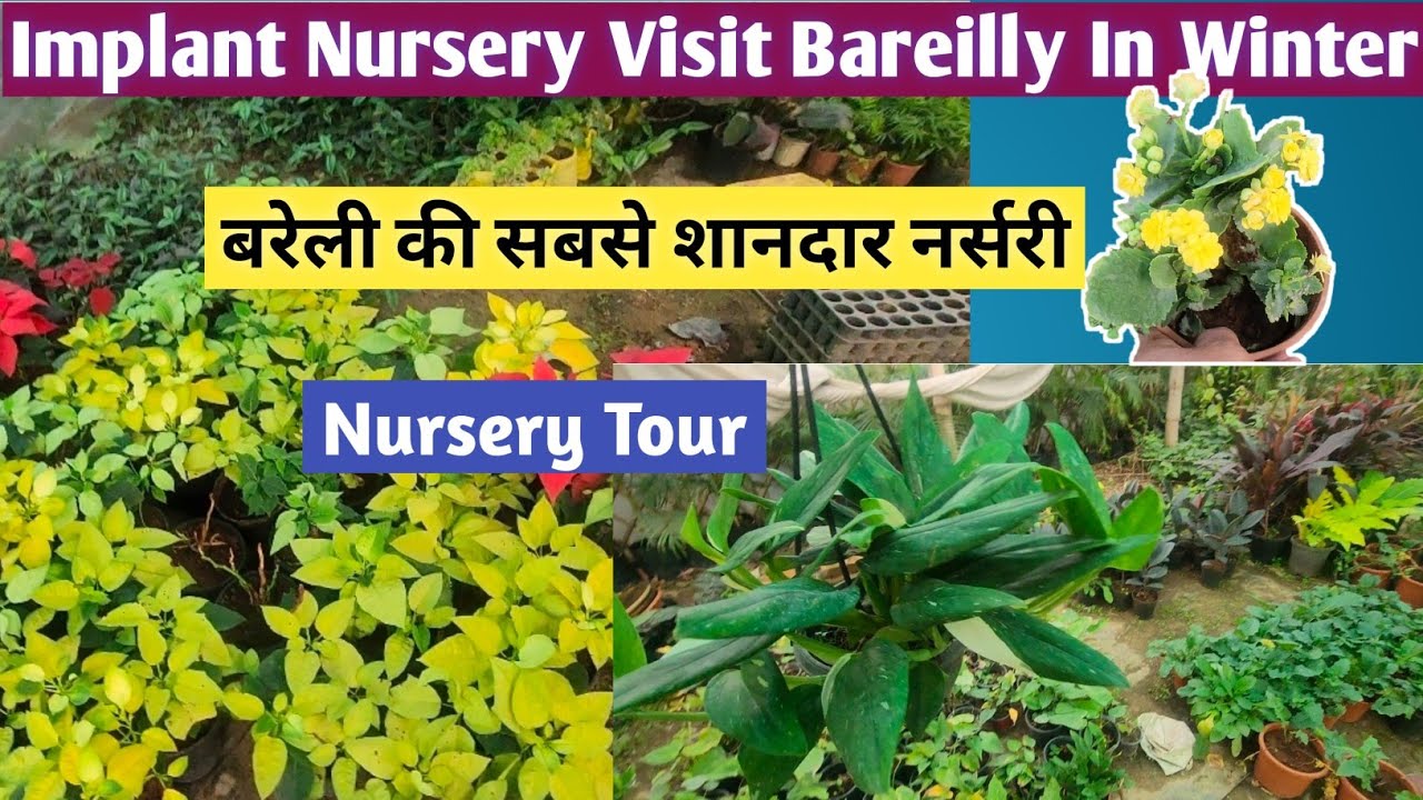 Bareilly Plant Nursery Visit👏Implant Nursery Visit Bareilly👏Nursery Visit👍Nursery Tour👍