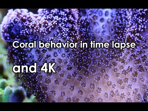 Coral behavior in time lapse - 4K