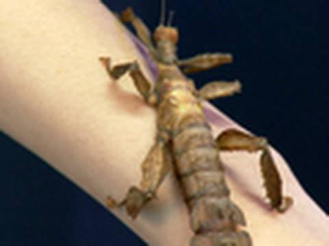 Giant Prickly Stick Insect Youtube