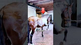 MIND-BLOWING Horse Sweat Secrets You Never Knew