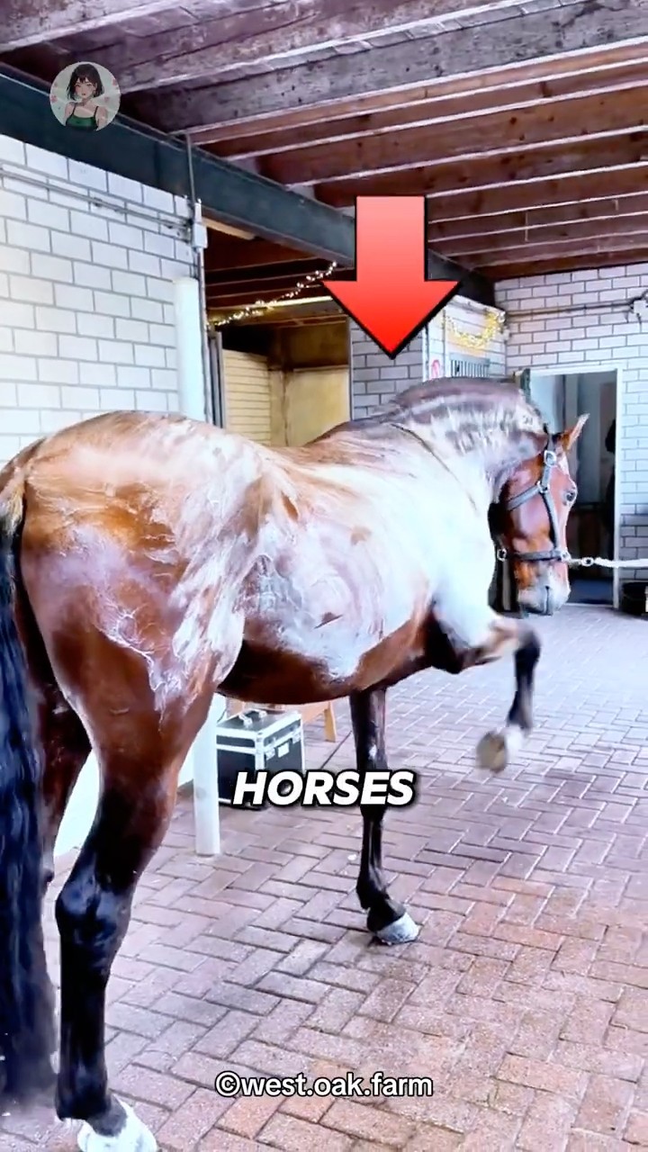 Labyrins Dont Cry Horse Sweat Labyrins Dont Cry Horse Sweat Gray