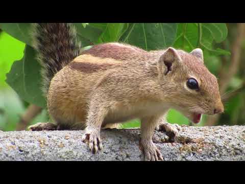 Squirrel Loud Sound