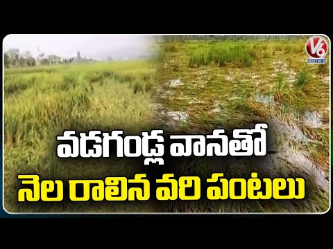 Crops Destroyed In Sircilla District Due To Heavy Rains | V6 News - V6NEWSTELUGU