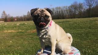 Amazing dog tricks amazing crazy pug!