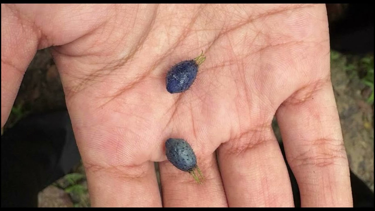 Genes in Action @ SISFEC - GROUP 10