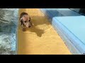 カニンヘンダックス  しょこたん動画 犬用プールで水遊び
